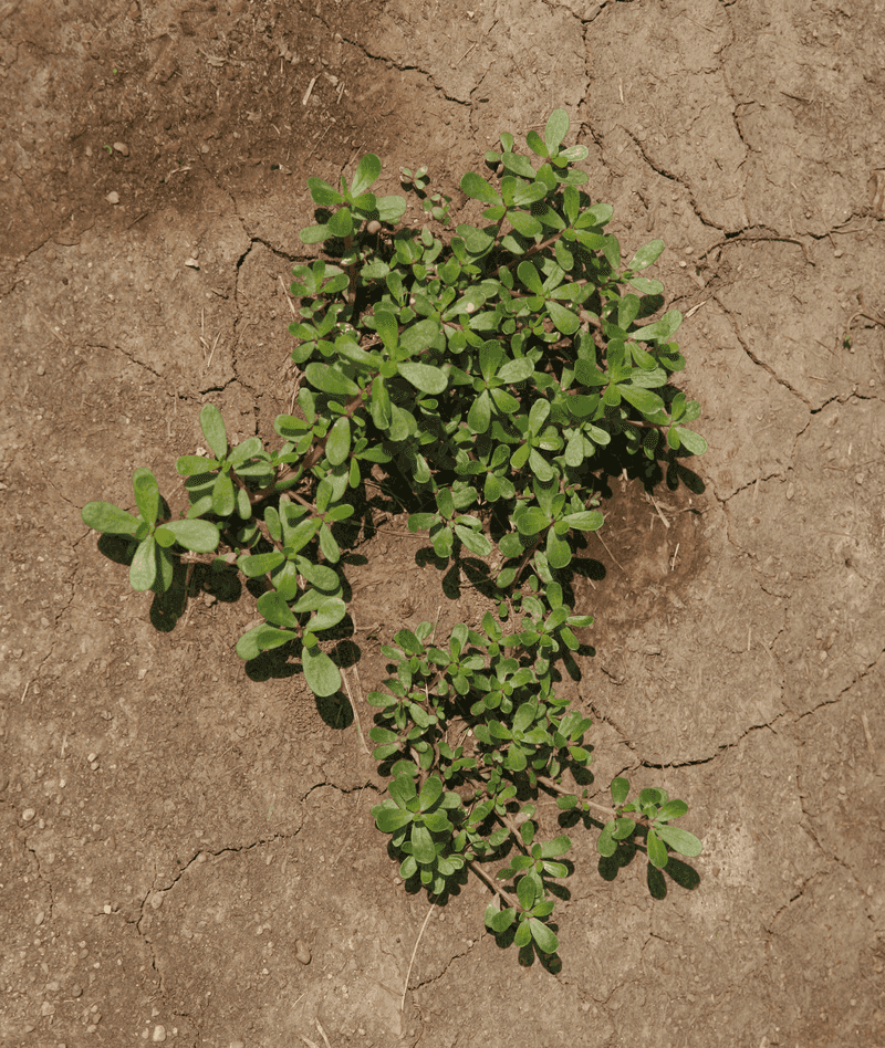 Why purslane appears in summer cracks