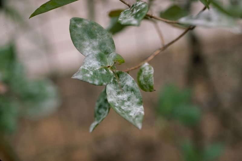 Control Powdery Mildew