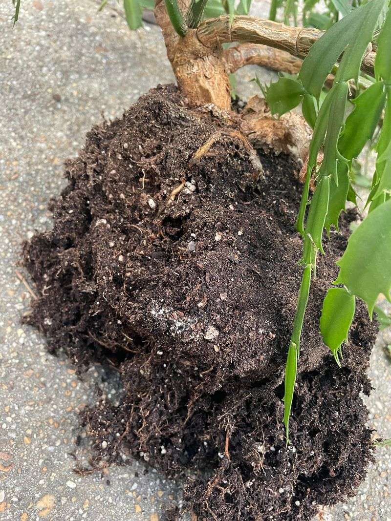 Persistent wilt in moist soil makes the roots worth checking