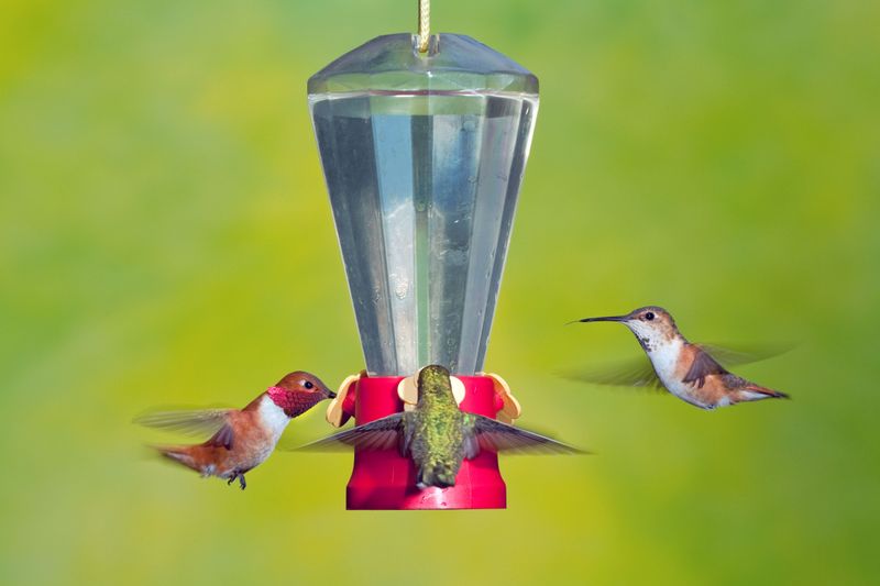 Fresh nectar and a clean feeder matter through fall