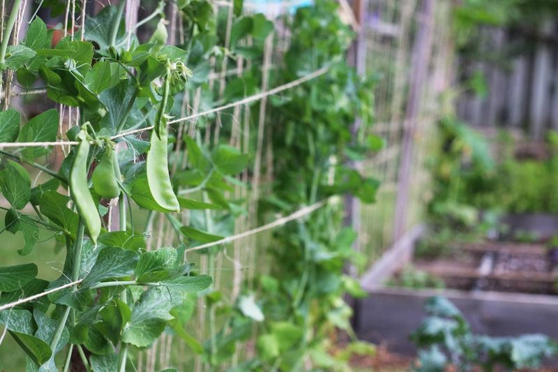 Peas