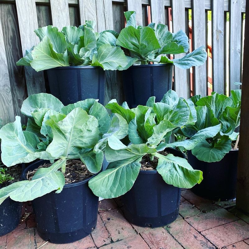 Wide outer leaves may reflect normal fall cabbage development