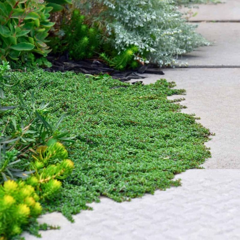 Groundcover can slow weeds, not erase them