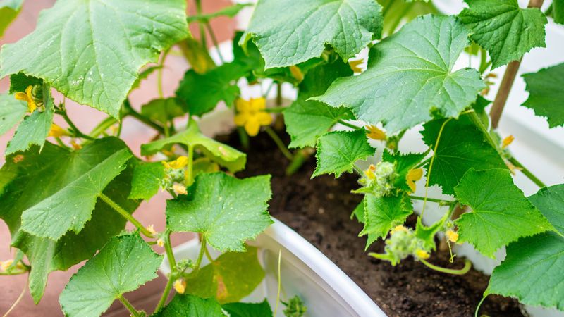 Avoid These 4 Cucumber-Ruining Mistakes