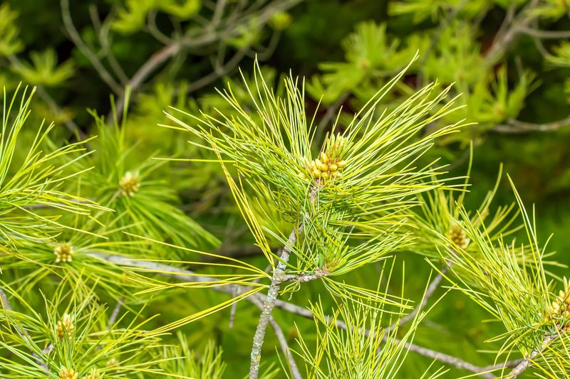 What the white-pine study actually measured