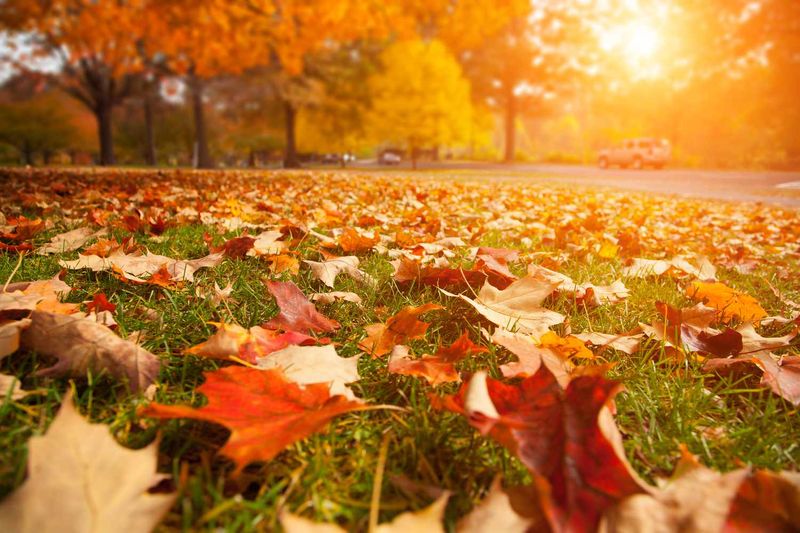 Manage leaf cover, not every leaf