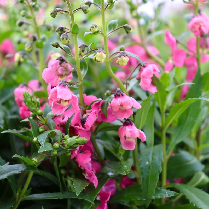 Angelonia (Summer Snapdragon)