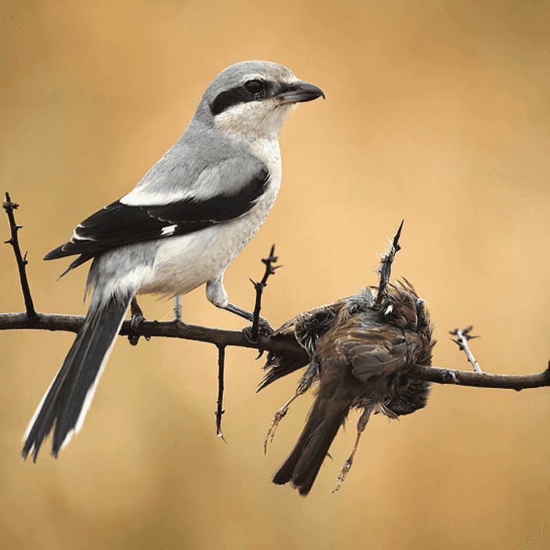 Loggerhead Shrikes