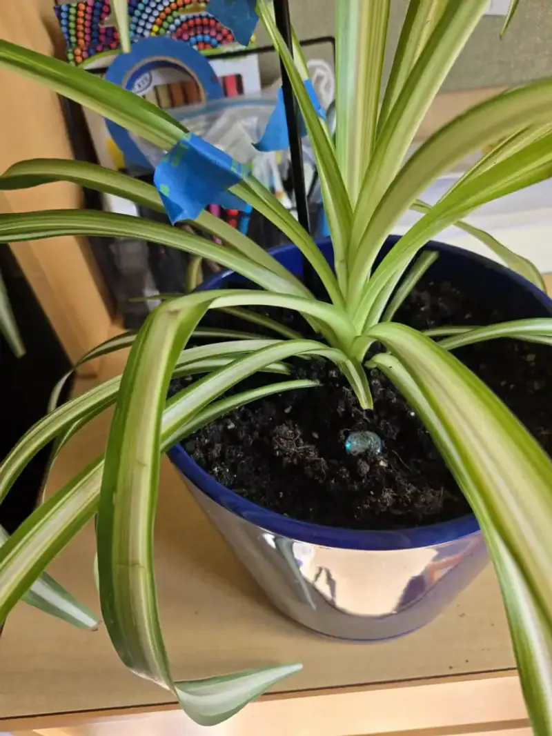 Soil That Stays Soggy for Days