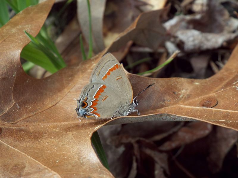 Some insects use leaf litter, but not every oak leaf is a nursery