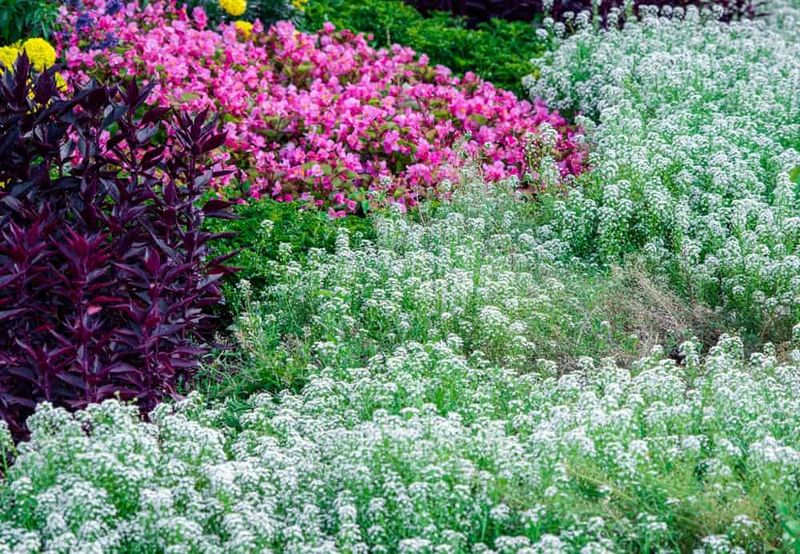 Sweet Alyssum