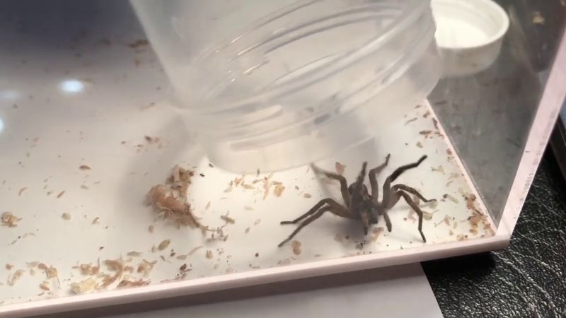Choose whether to leave the spider or move it