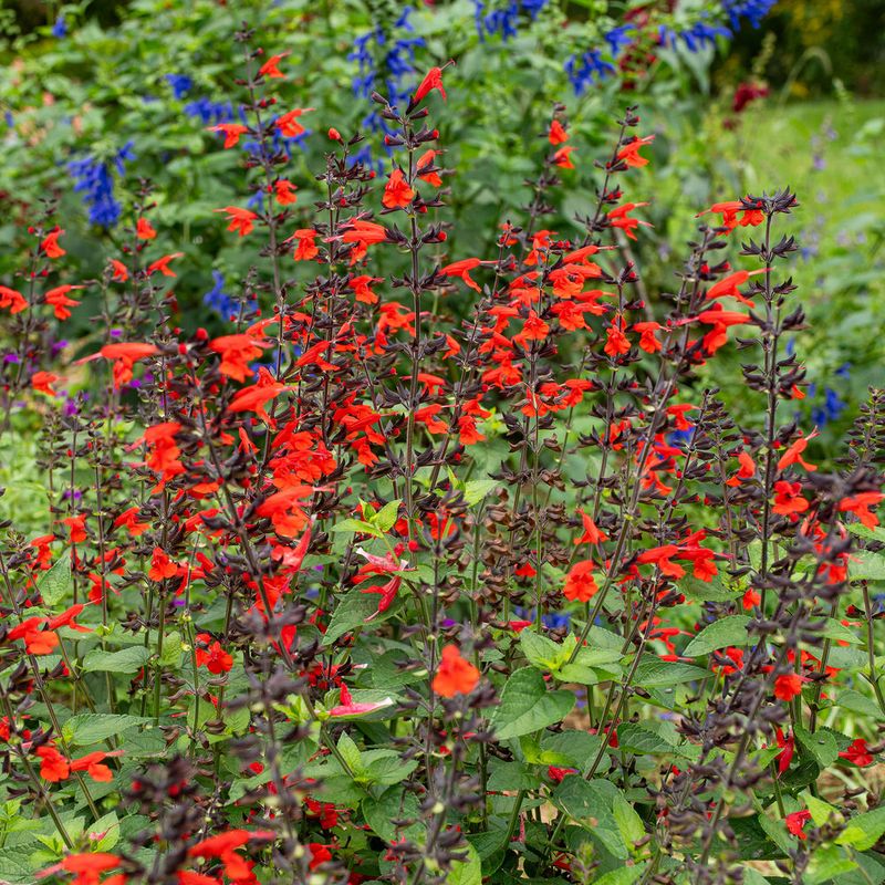 Salvia