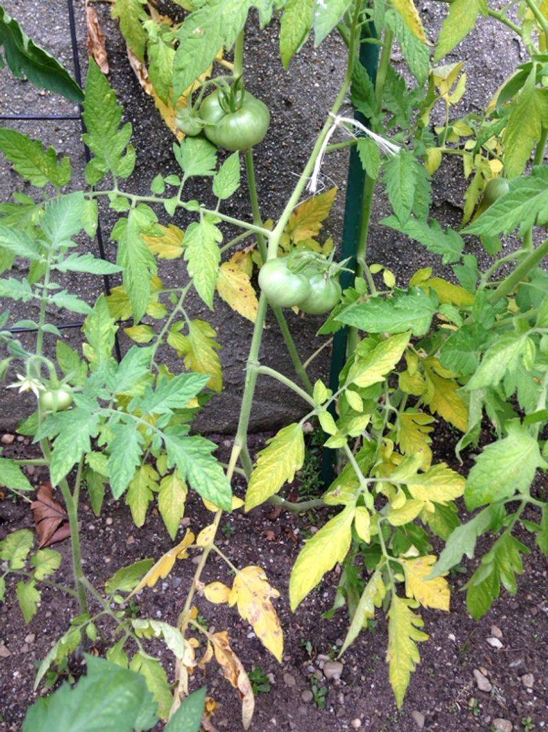 Ignoring Signs Of Nutrient Deficiencies