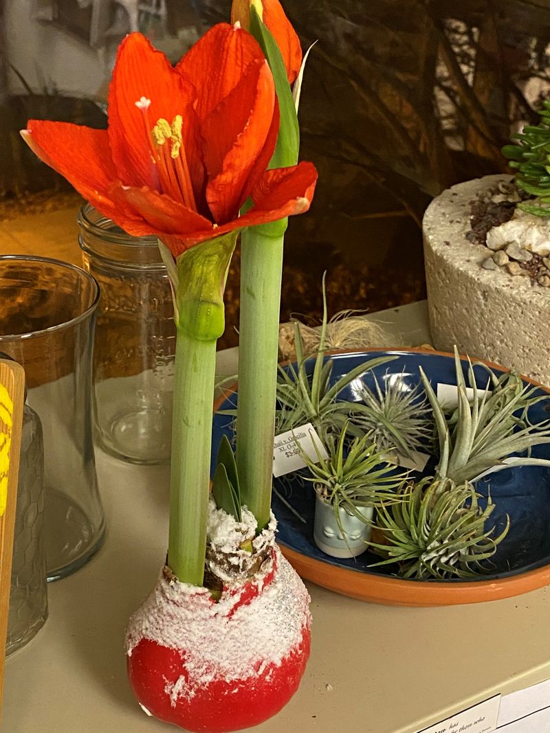 Waxed bulbs may not recover