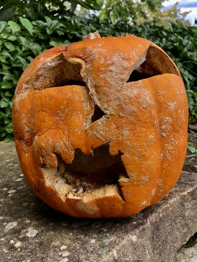 Check the pumpkin before you bury it