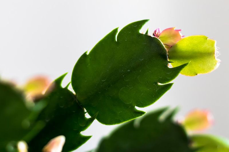 In October, encourage bud initiation