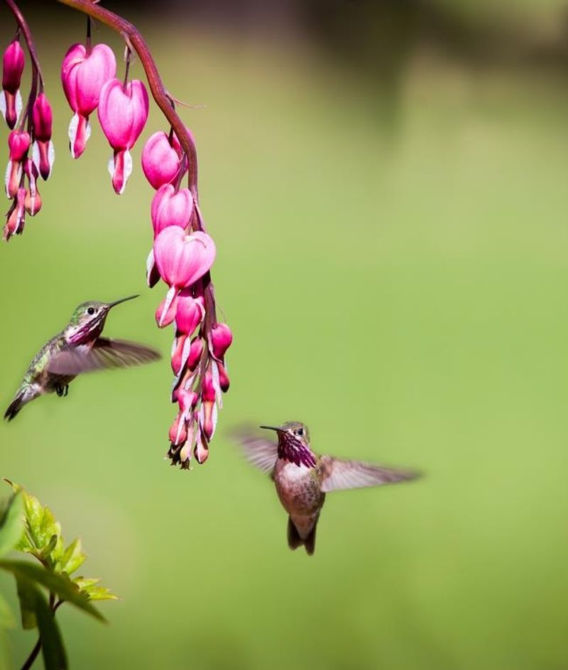 Bleeding Hearts (Dicentra spectabilis)