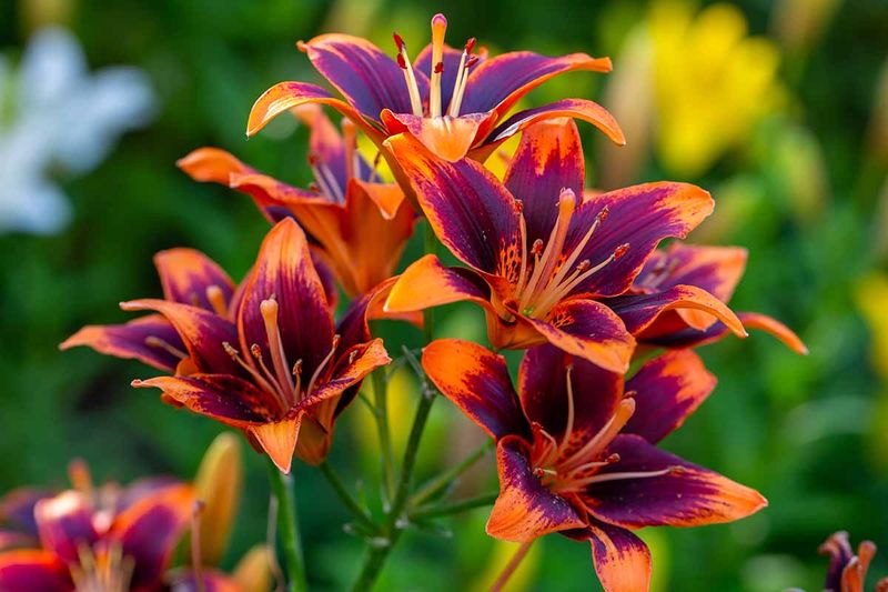 Daylily