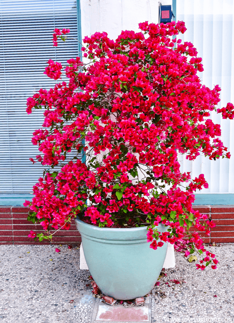 Bougainvillea
