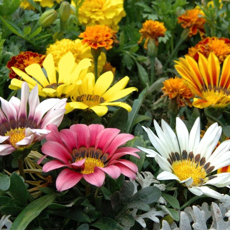 Marigold-Alternative Gazania