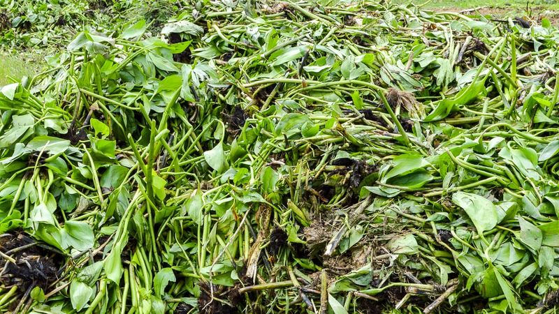 A Chop-and-Drop Green Manure