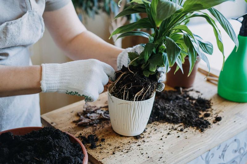 Reset damaged roots carefully