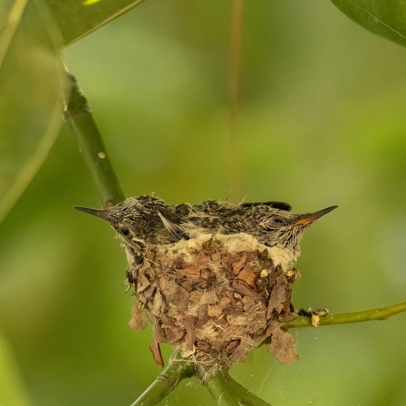 Flexibility Lets the Nest Change Shape as Chicks Grow