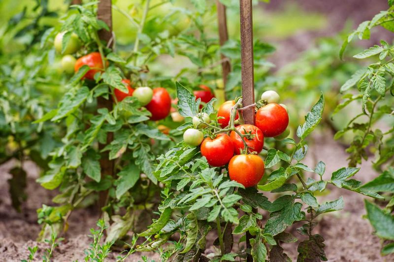Tomatoes and Other Nightshades