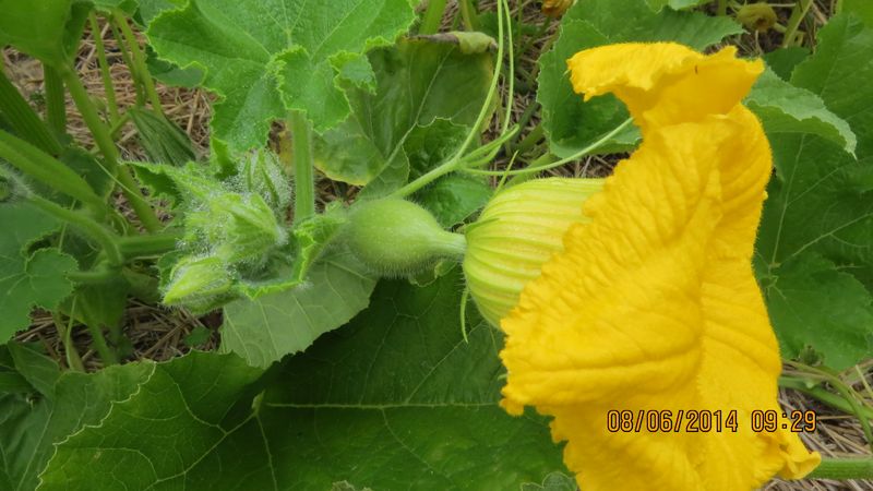 Cucurbit Plants (Cucumber, Squash, Pumpkin)
