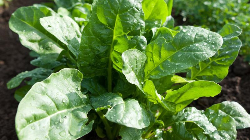 Use plant signs to adjust the next sowing