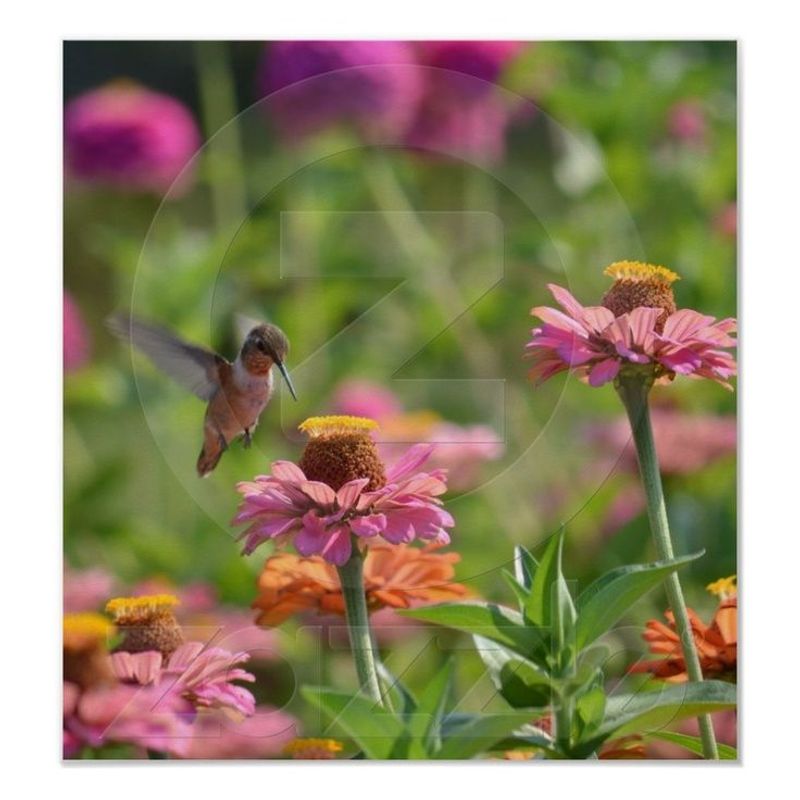 Zinnias in Hot Colors
