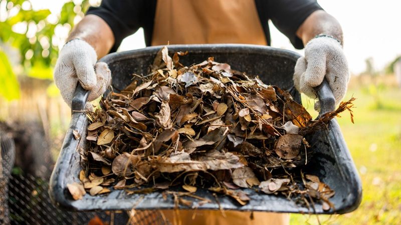 Move excess leaves off the turf