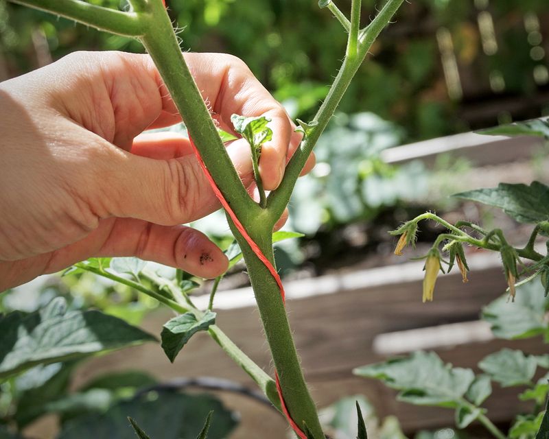 Pinch young upright petunias to encourage branching