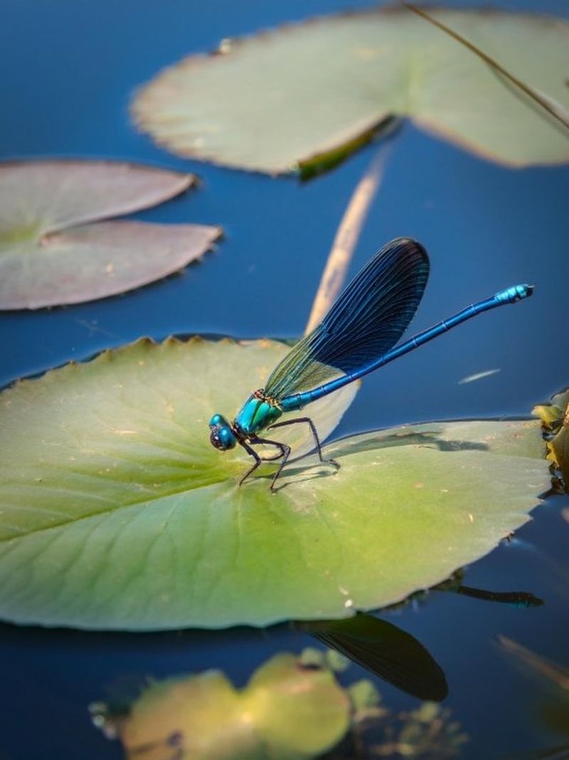 What one adult dragonfly over your pond can—and cannot—tell you