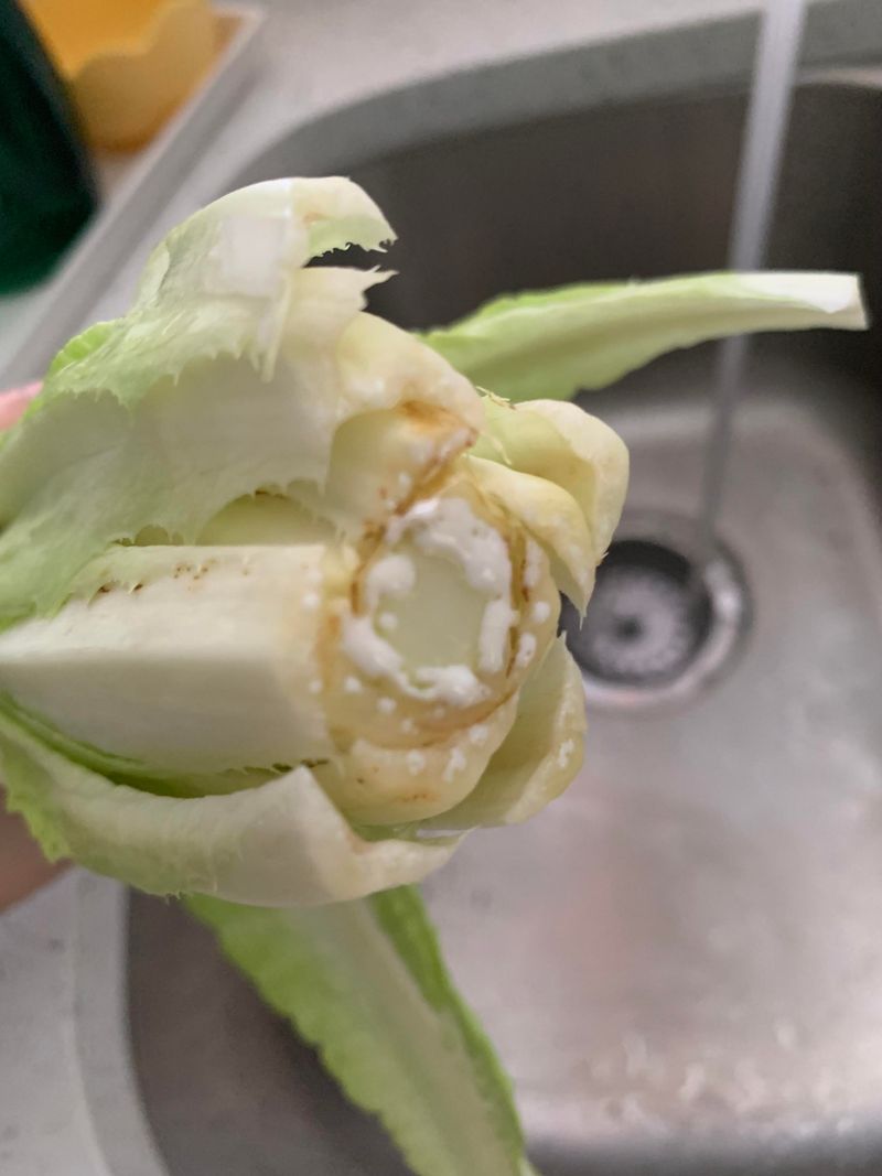The Milky Fluid Is Normal Lettuce Latex