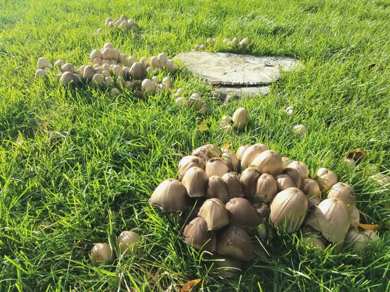 What the fungus is growing through
