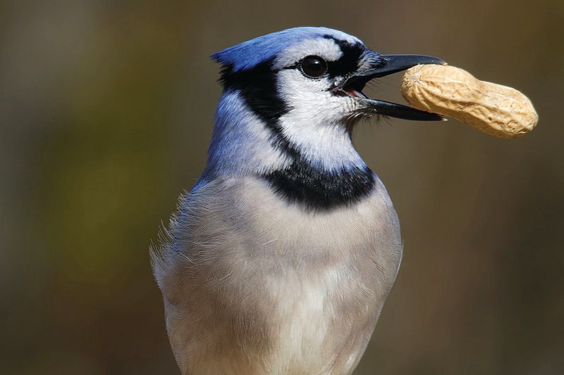 Blue Jay