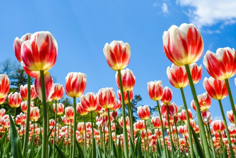 Tulips