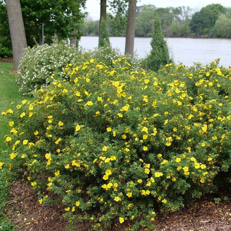 Potentilla