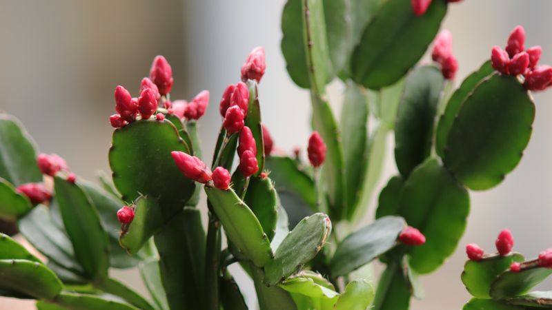 Formed buds need steady care, not a bloom reset