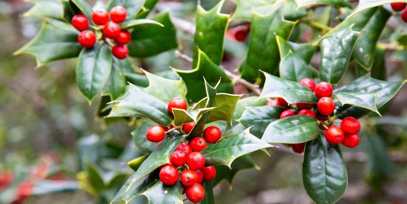 Holly