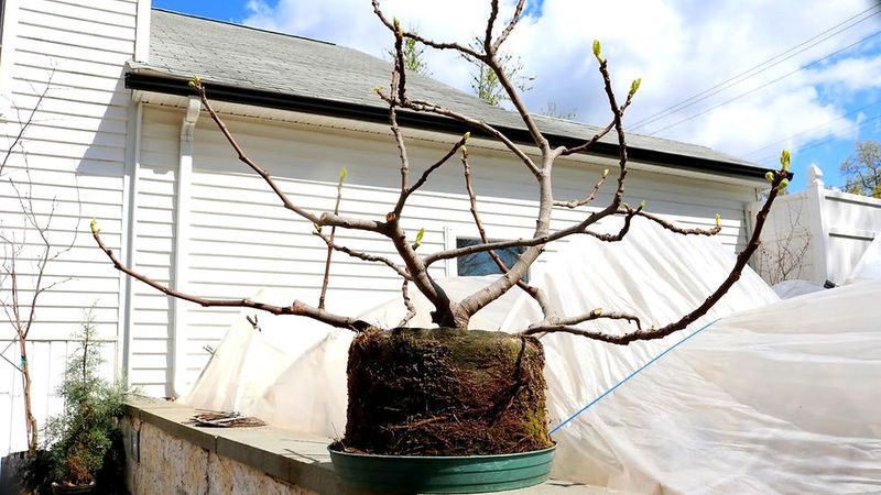 Let the Fig Go Dormant Outdoors First