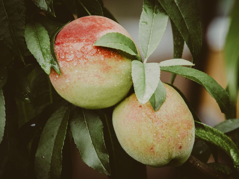 What Are Fruit Salad Trees And Nectaplums