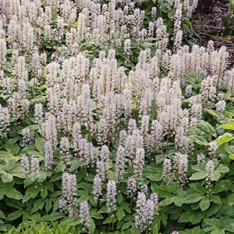 Foamflower