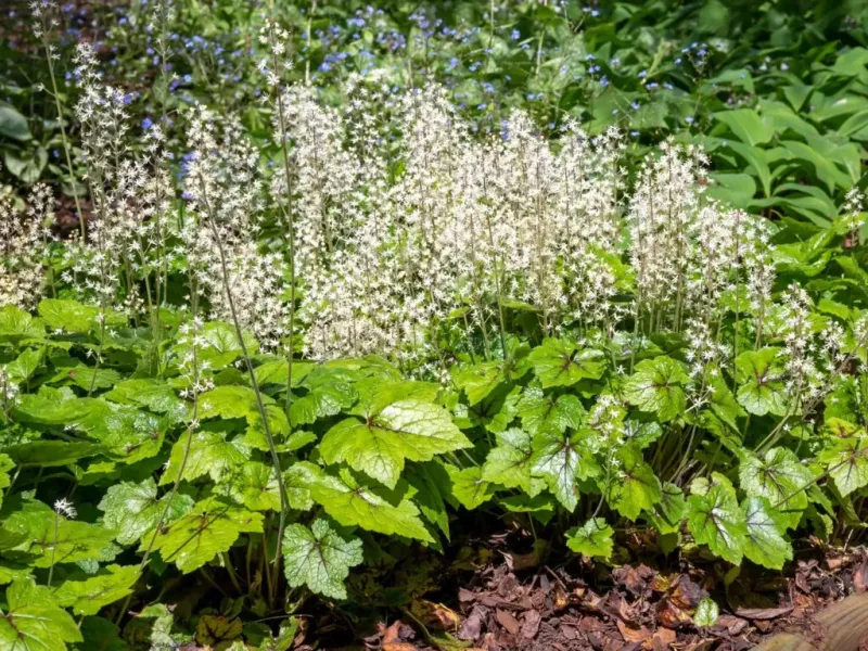 Foamflower (Tiarella cordifolia)