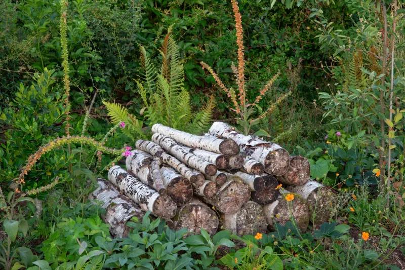 Keep wildlife cover separate from safely stored firewood
