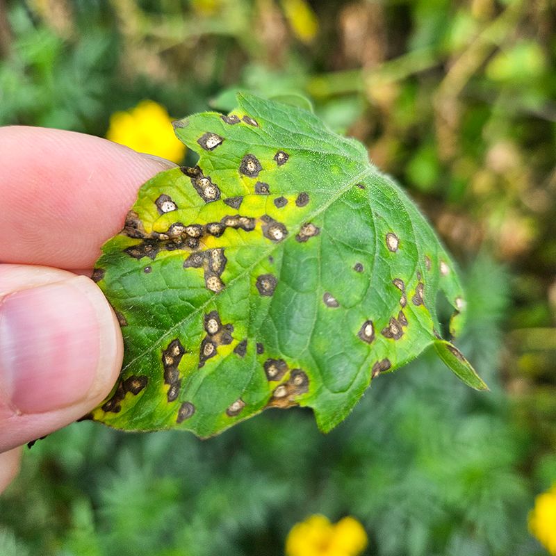 Handling Leaves While They Are Wet