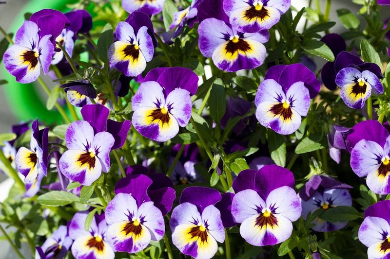 Planting Flowers Hummingbirds Avoid