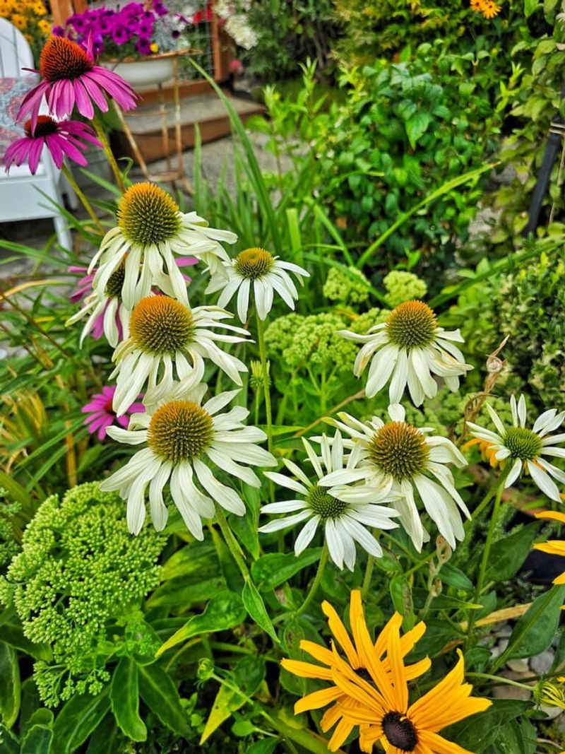 A Tidy Formal Bed With Self-Seeding Varieties